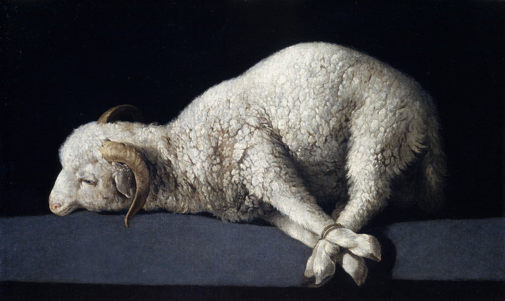 Image of a young ram prepared for slaughter, by Spanish painter Zurbarán